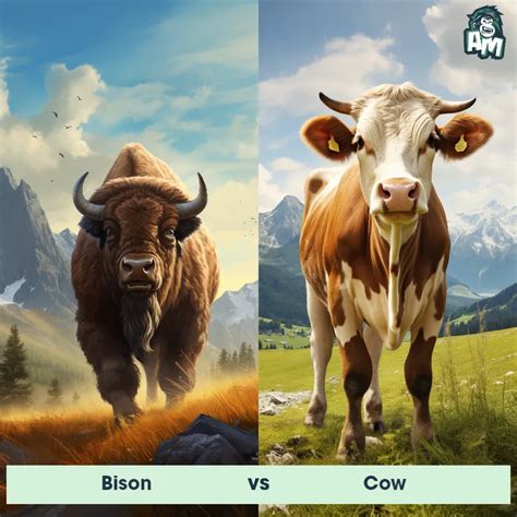 bison vs yak who would win|Best player performances from Colorado football vs. NDSU Bison.
